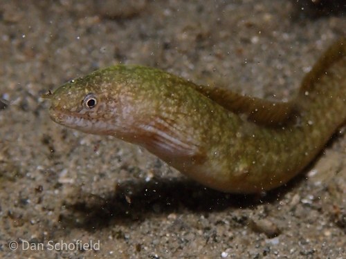 Spotted-lip Moray