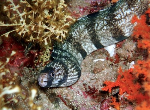 Tiger Moray
