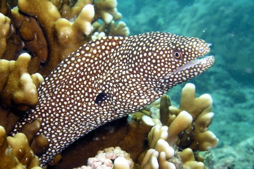 White Mouth Moray