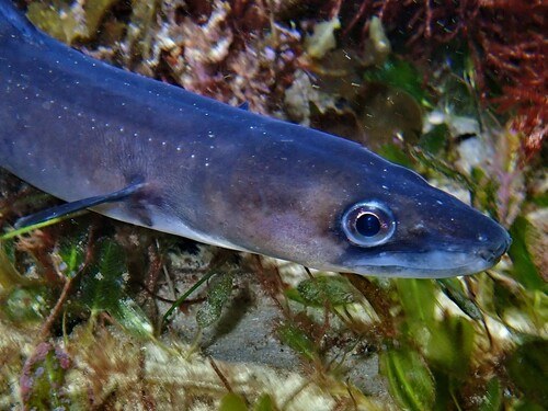 Wilsoni Morray Eel