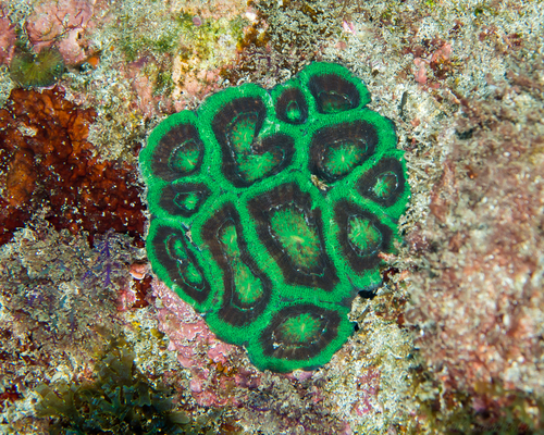 Acanthastrea bowerbanki Metalic