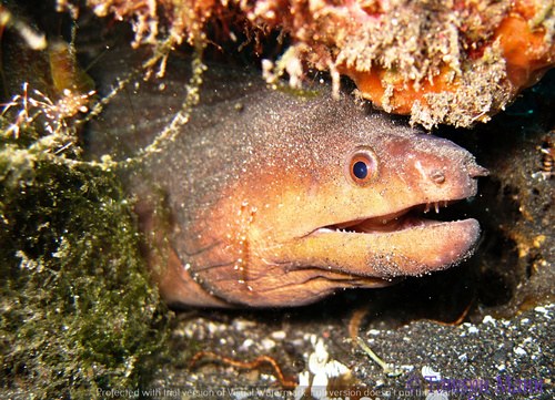 Monochrous Morray Eel