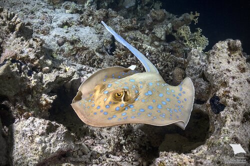 Blue-Spotted Stingray