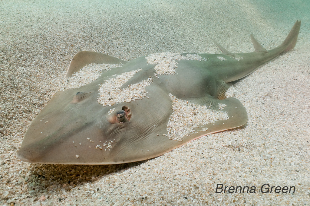 Clear-Nose Stingray/guitarfish