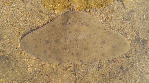 Butterfly Ray