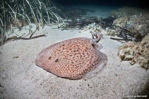 Electric Ray