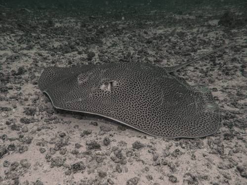 Coachwhip Ray