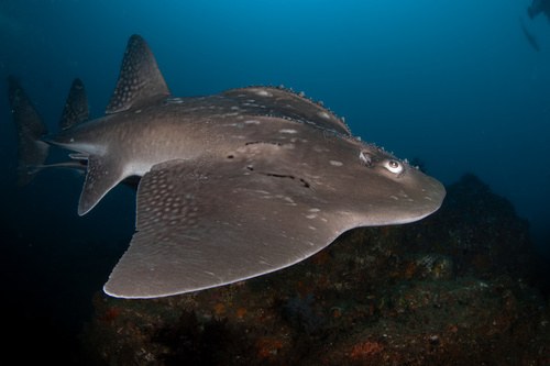 Bowmouth Guitarfish, Shark Ray