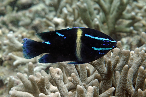 Blue Velvet Damsel