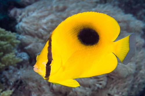 Oval-Spot Butterfly