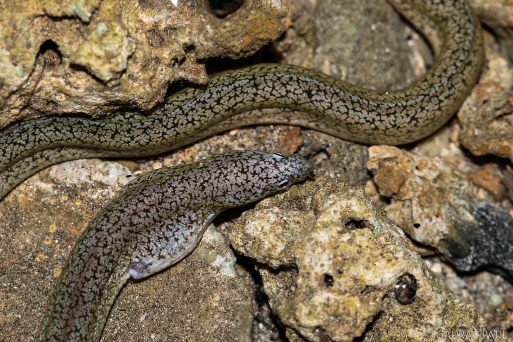 Uniform Reef Eel