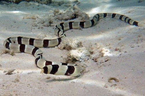 Barred Snake Eel