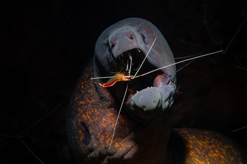 Yellowmargin Moray