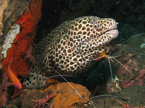 Paintspotted Moray