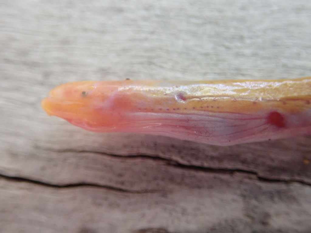 Spaghetti Eel