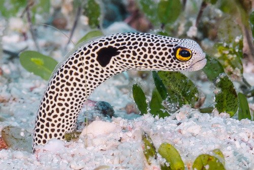 Spotted Garden Eel