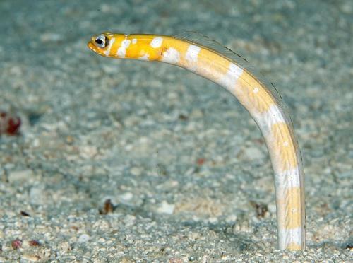 Splendid Garden Eel