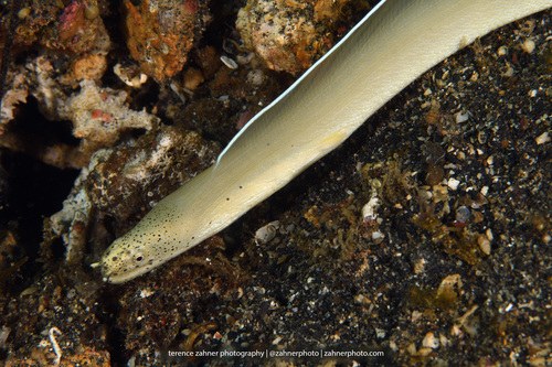 White Brumeri Ribbon Eel