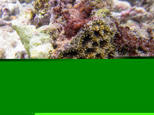 Acant Echinata Orange L