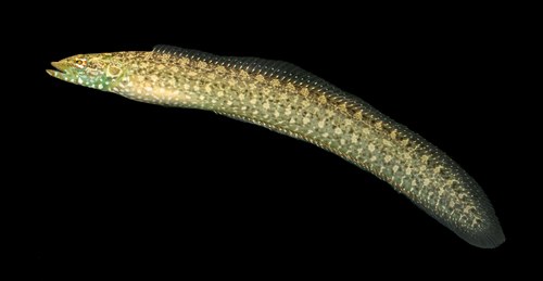 Green wolf eel