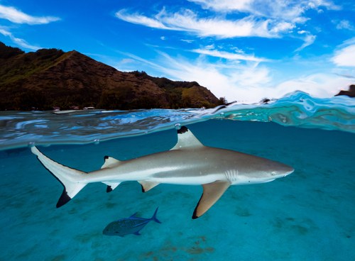 Black-Tip Reef Shark