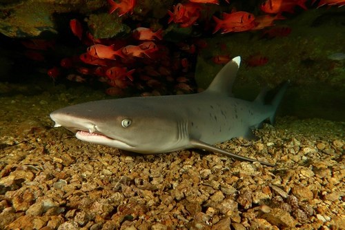 White-Tip Shark