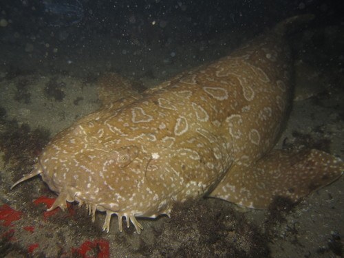 Spotted Wobbegong