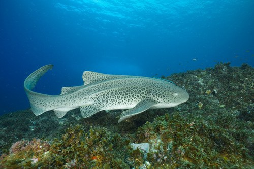 Zebra Shark