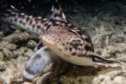 Marbled Cat Shark
