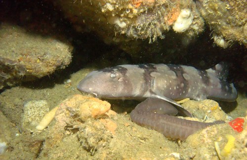 White-spotted Bamboo Shark