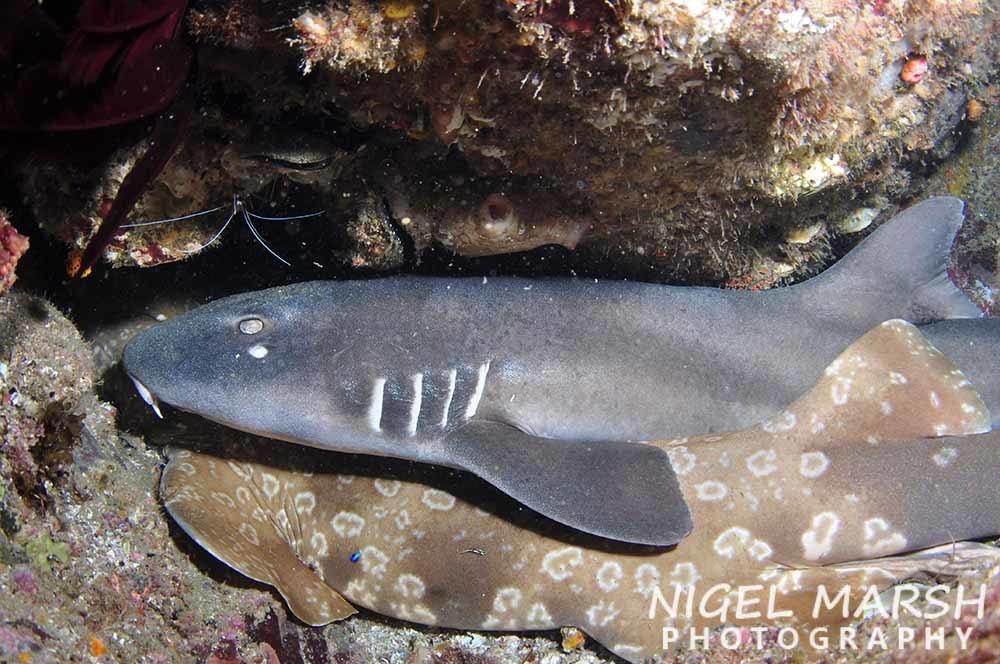 Brown-banded Bamboo Shark Juv.