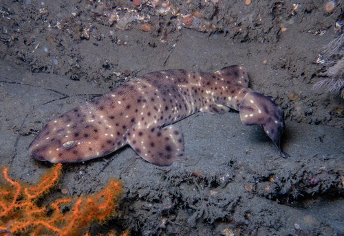 Swell Shark