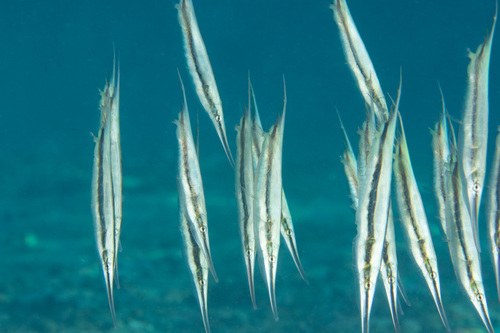 Knife Fish