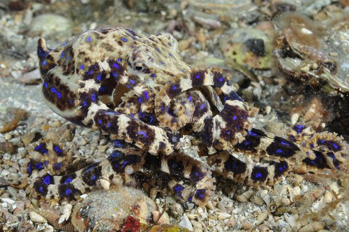 Blue Ring Octopus