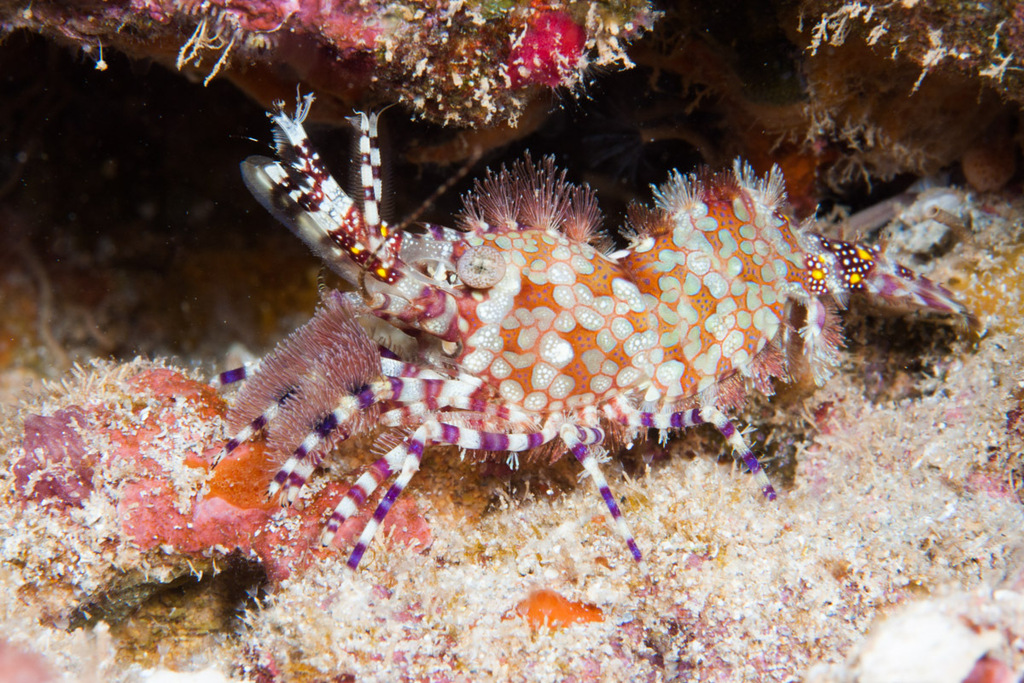 White Shrimp
