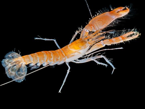 Pistol Shrimp
