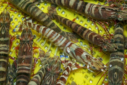 Kuruma Shrimp