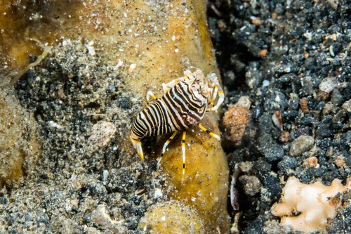 Bumble Bee Shrimp