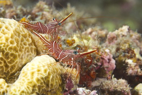 Camel Shrimp