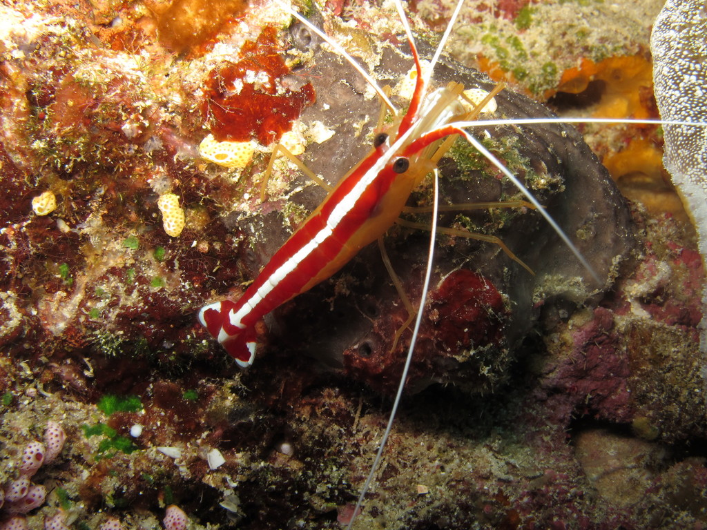 Scarlet Cleaner Shrimp