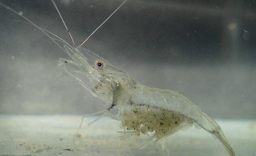 Red Tail Shrimp
