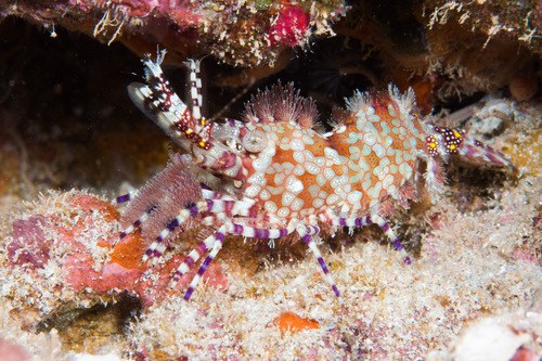 Horse Shrimp