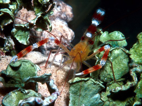 Zanzibar Coral Shrimp