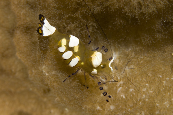 Snapping Shrimp