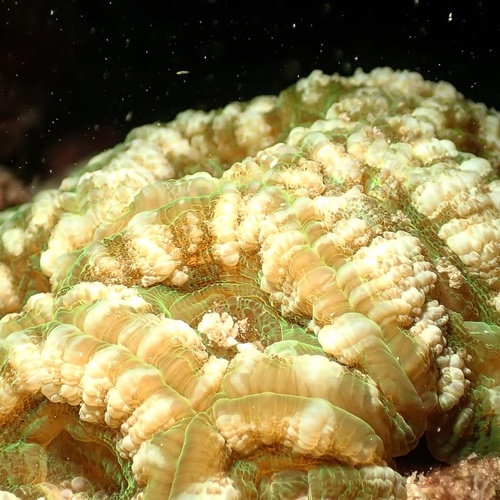 Acanthastrea Maxima