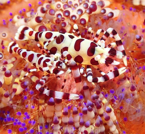 Anemone Shrimp