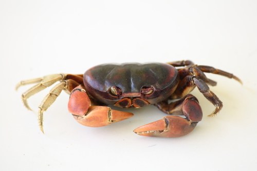 Halloween Moon Crab