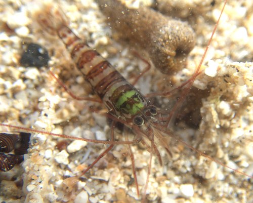 Kuekenthal's Cleaner Shrimp