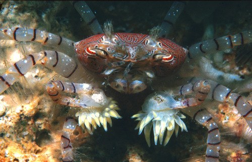 Pom-pom Crab