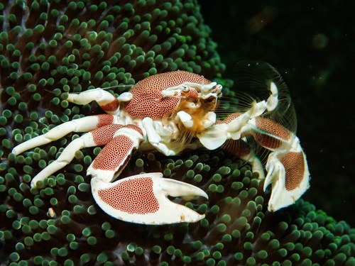 Porcelain Anemone Crab